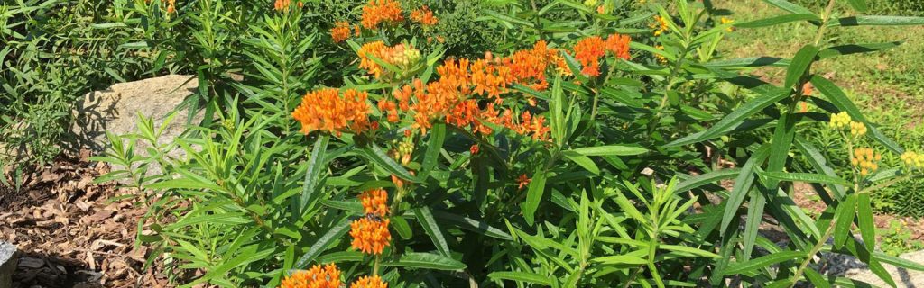 The holidays are here! If you have been procrastinating on your holiday gift shopping, you’re in luck! One of the best gifts that you can give is a native plant. Native plants are a gorgeous gift that the recipient can enjoy year round. Why should you gift native plants this holiday season?