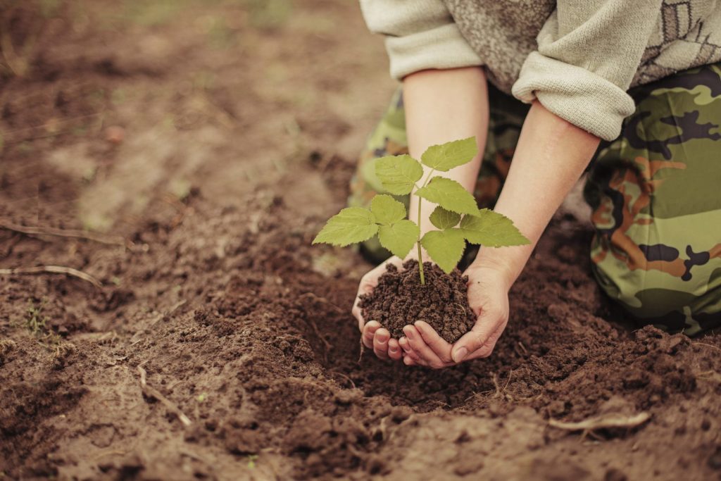 Image of a person holding a plant in soil for planting