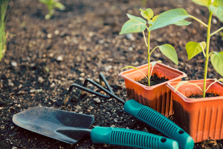 Image of plants and garden tools