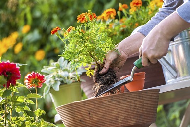 Image of a person gardening