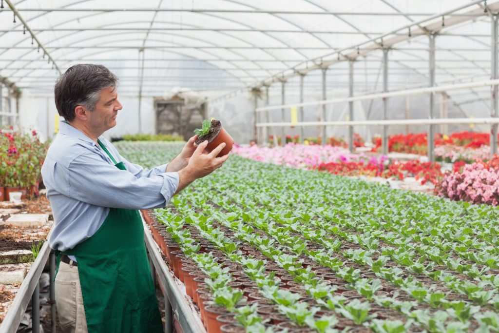 Image of a person working in a nursery with rows of plants