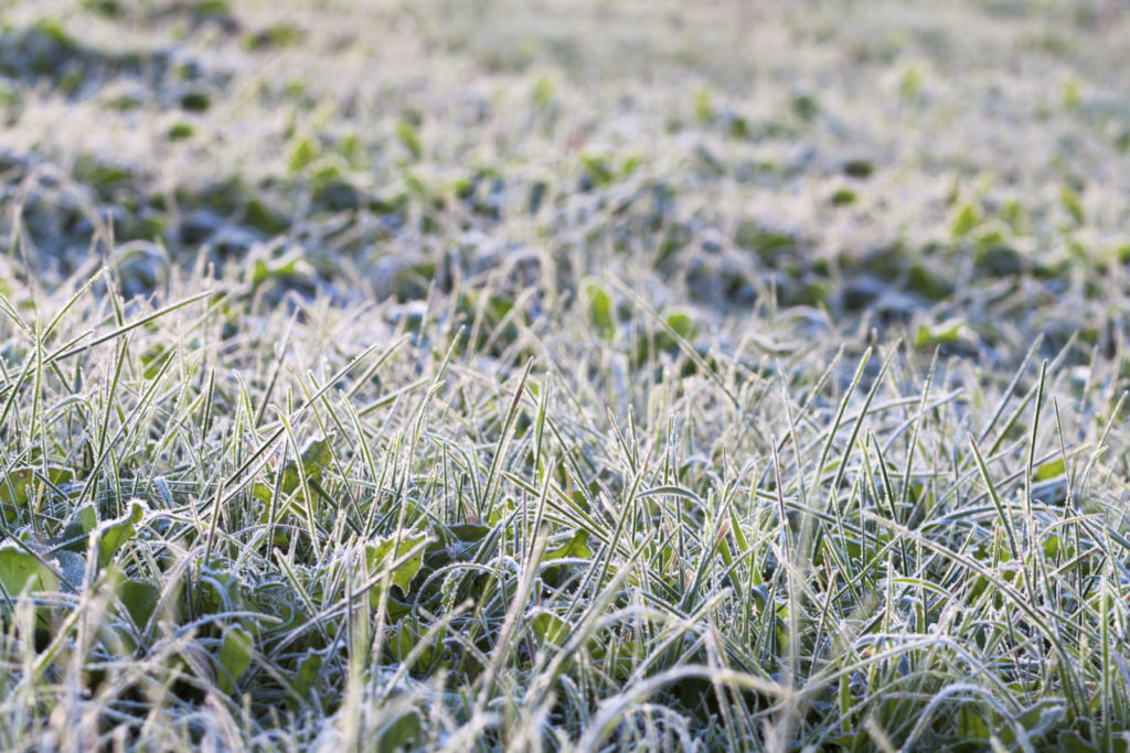 Image of grasses