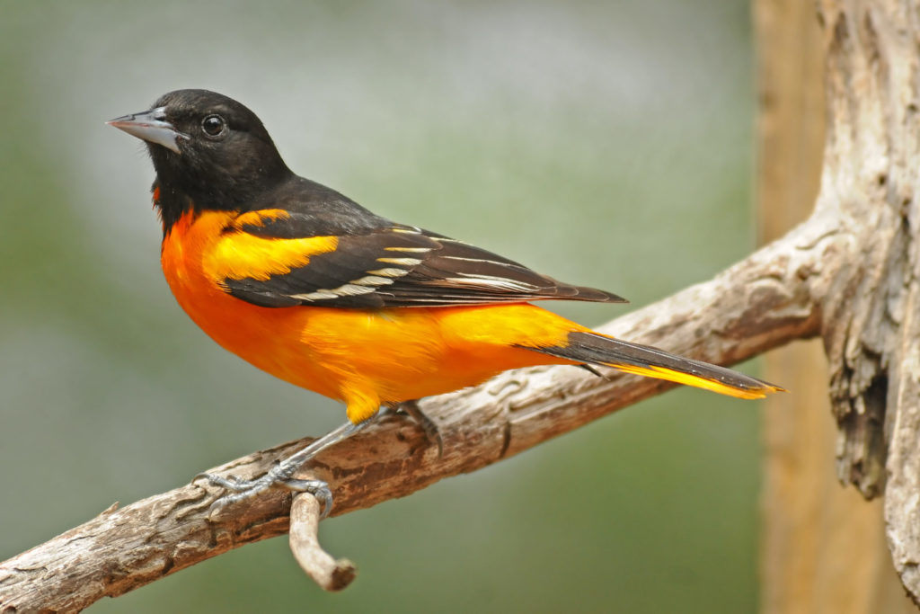 Image of a bird