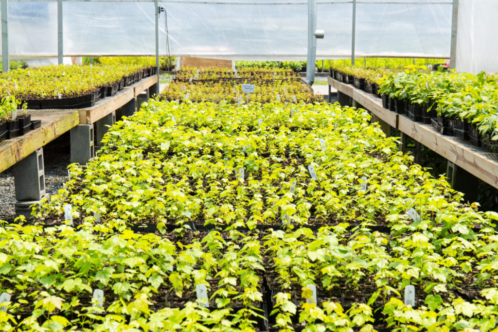 Image of a plant nursery