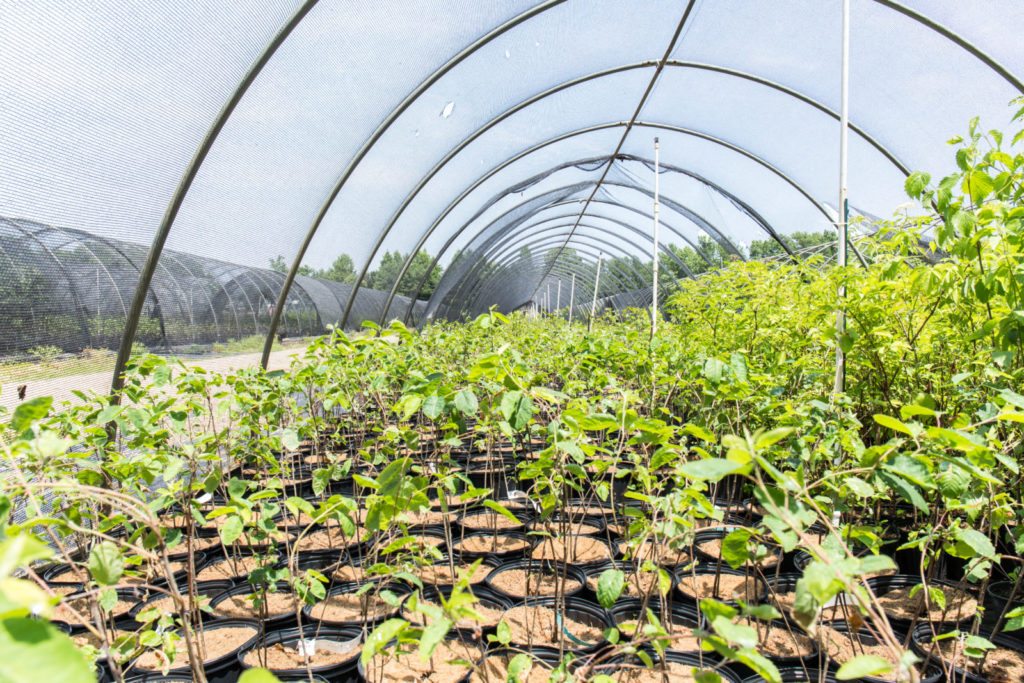Image of a plant nursery