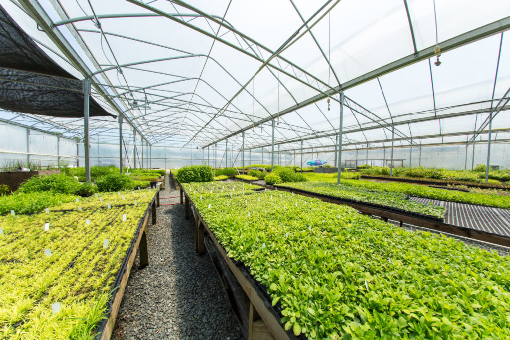 Image of a plant nursery