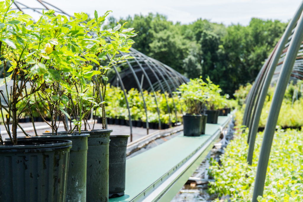 Image of a plant nursery