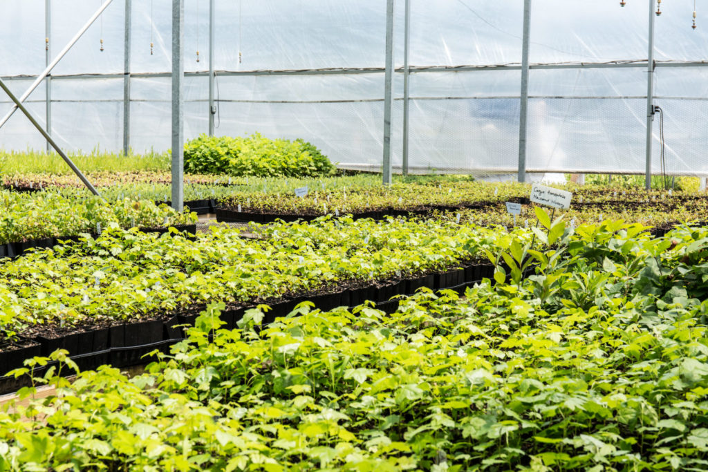 Image of a plant nursery