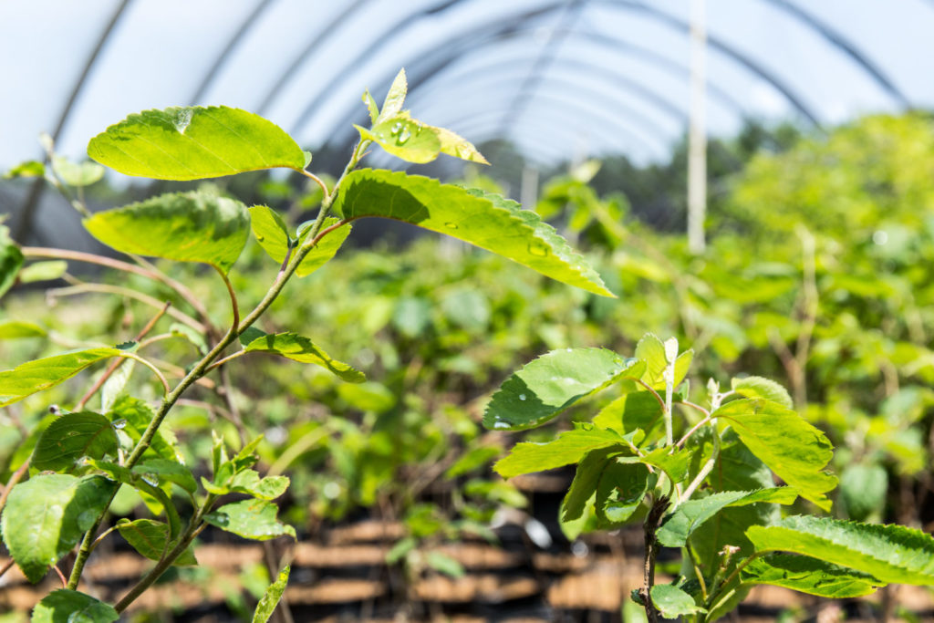 Image of a plant nursery