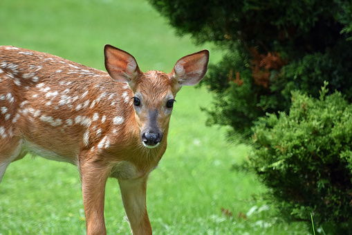Image of a baby deer