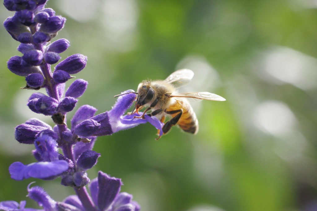 Image of a bee on a purple plant
