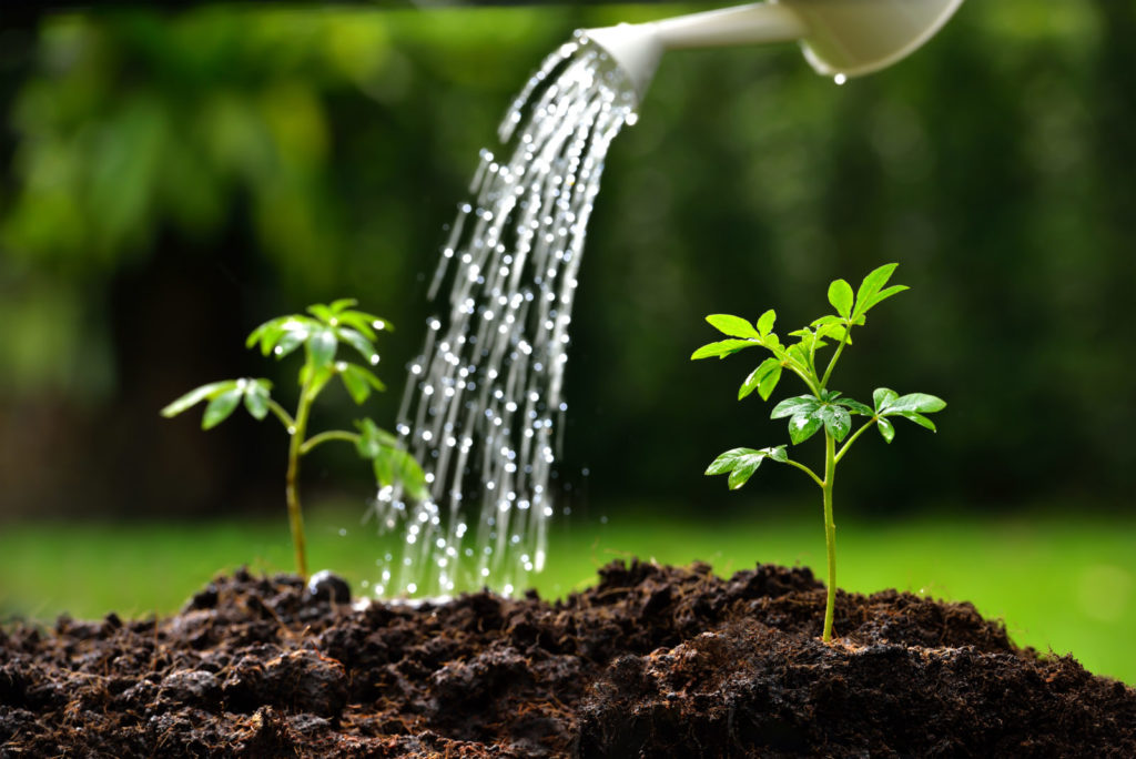 Image of a watering can being used to water small plants