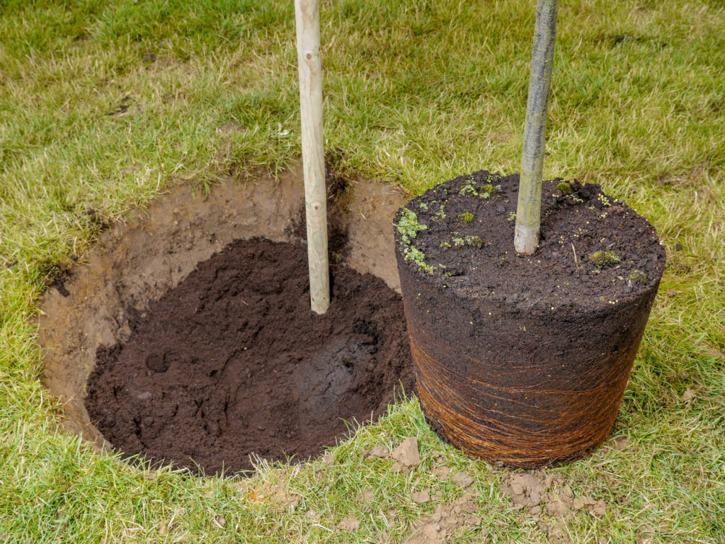 Image of a tree being prepared to be planted