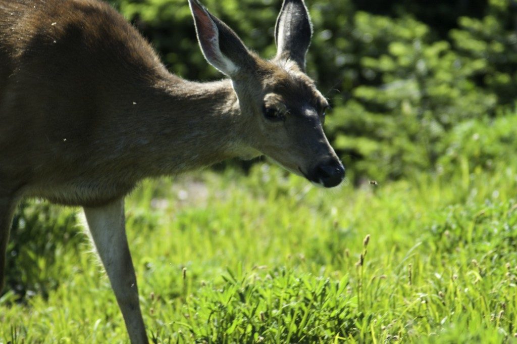 Image of a deer