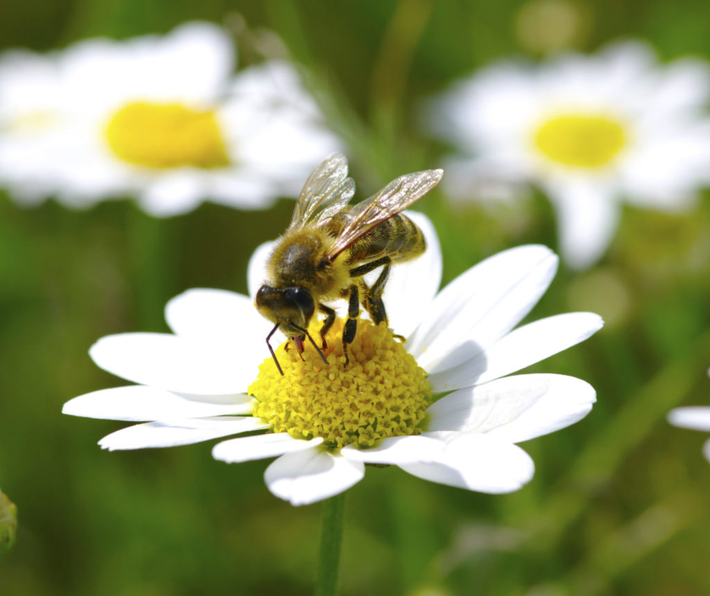 Image of a bee on a flower