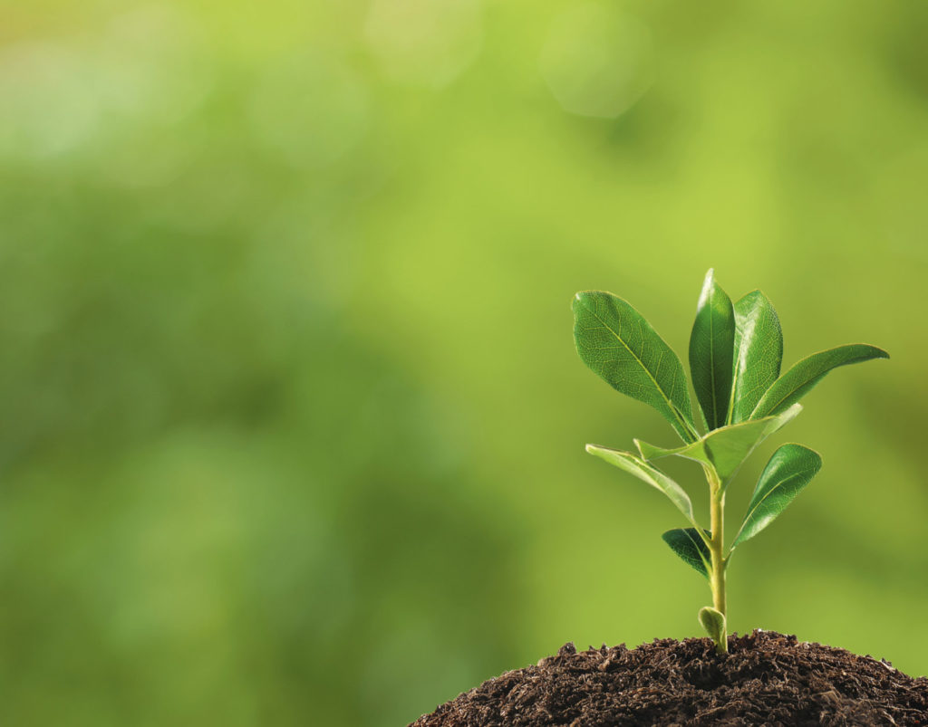 Image of a small plant
