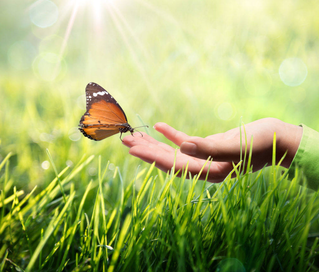 Image of a butterfly in a person's hand