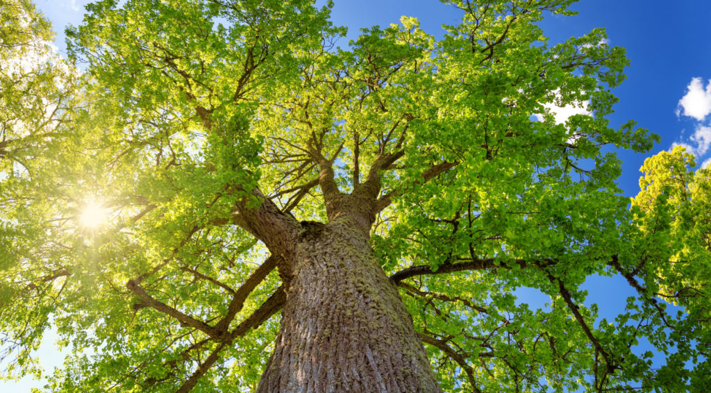 Image of a tree