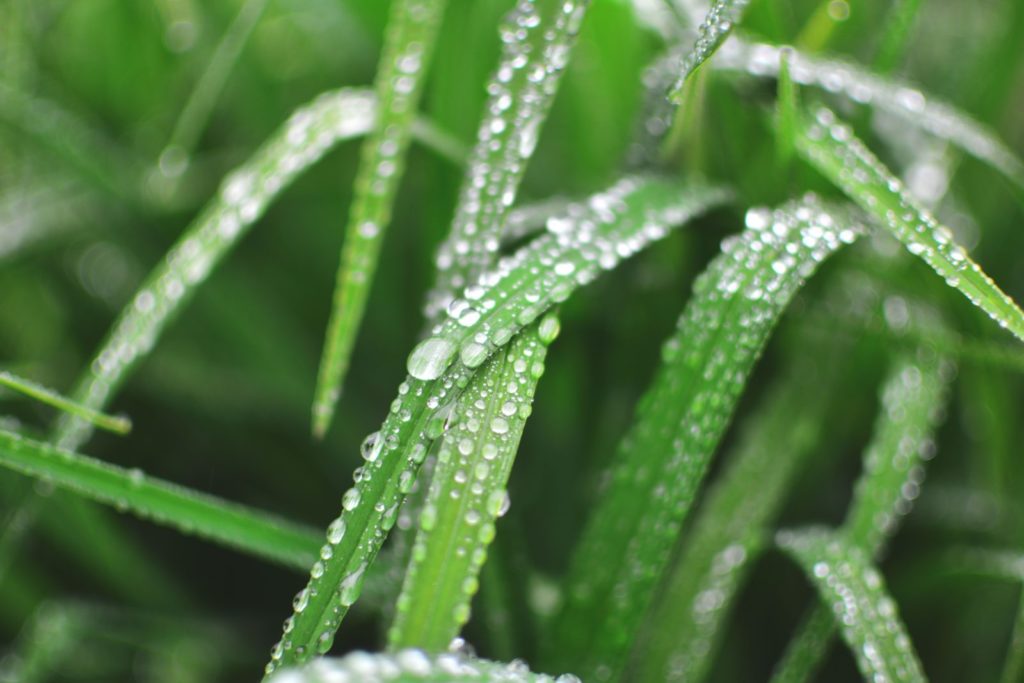 Image of dew on grass