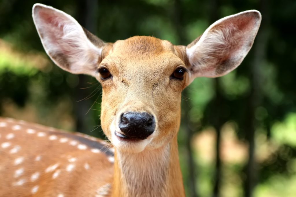 Image of a deer