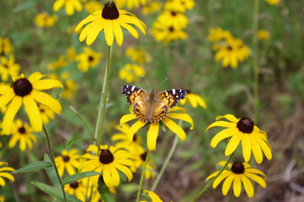 Image of a butterfly on a yellow Black-Eyed Susan