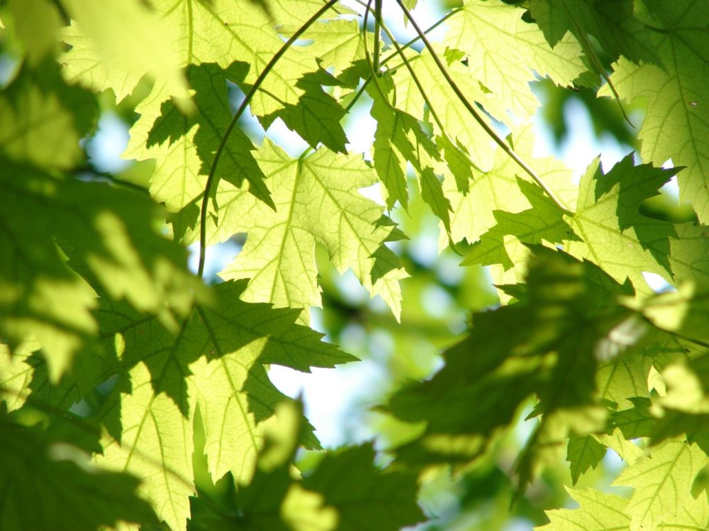 Image of leaves in a tree