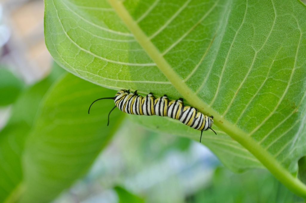 Image of a caterpillar on a large leaf