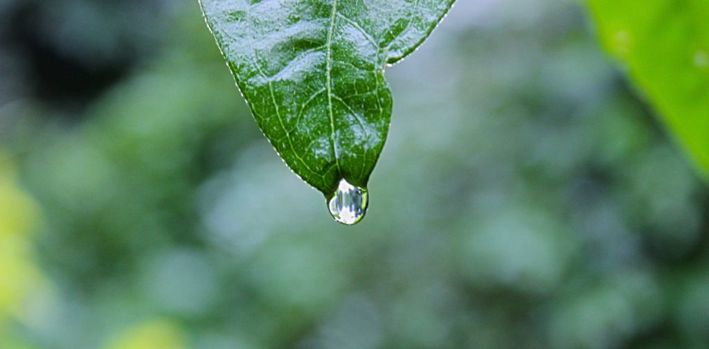 Image of a dewdrop on a leaf