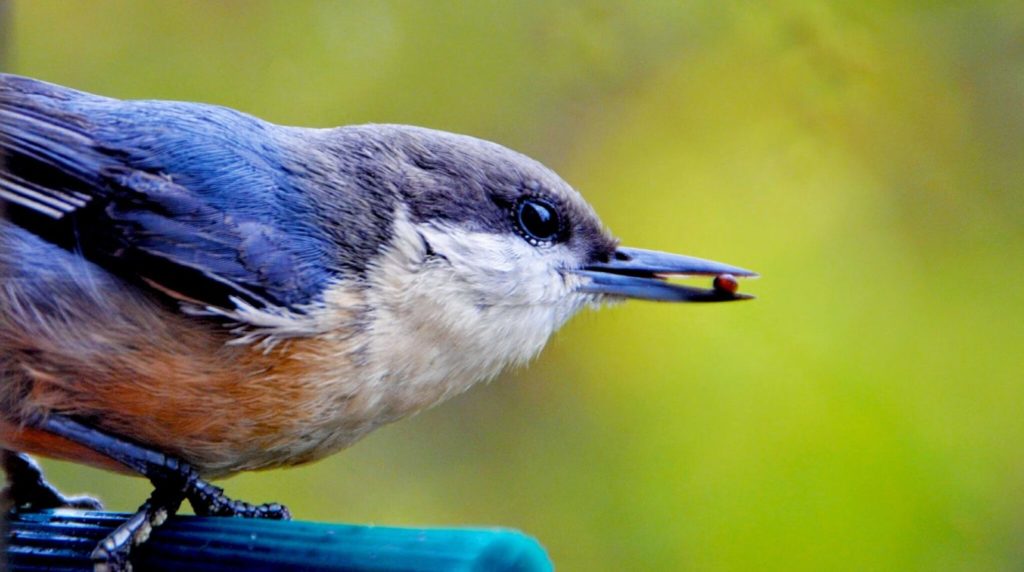 Image of a bird holding a berry in its beak
