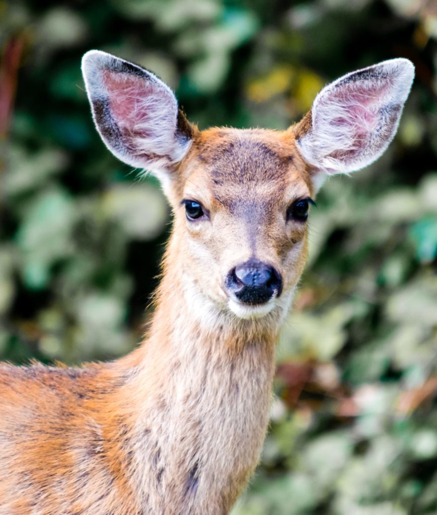 Image of a deer