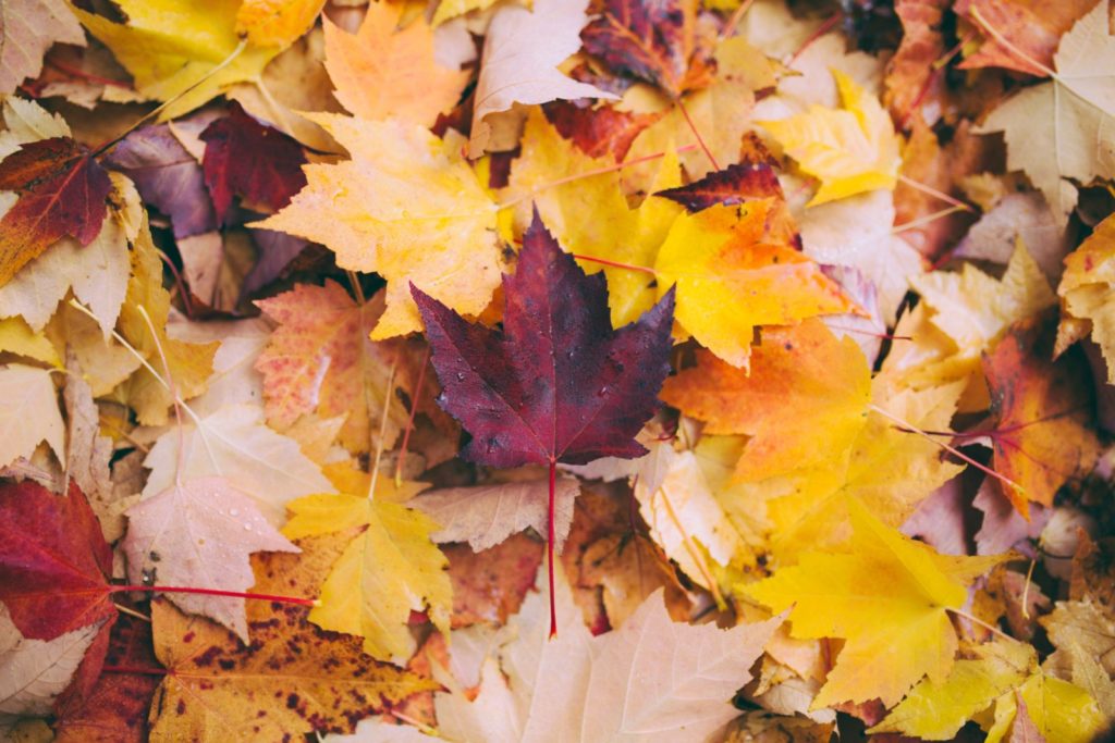 Image of autumn leaves