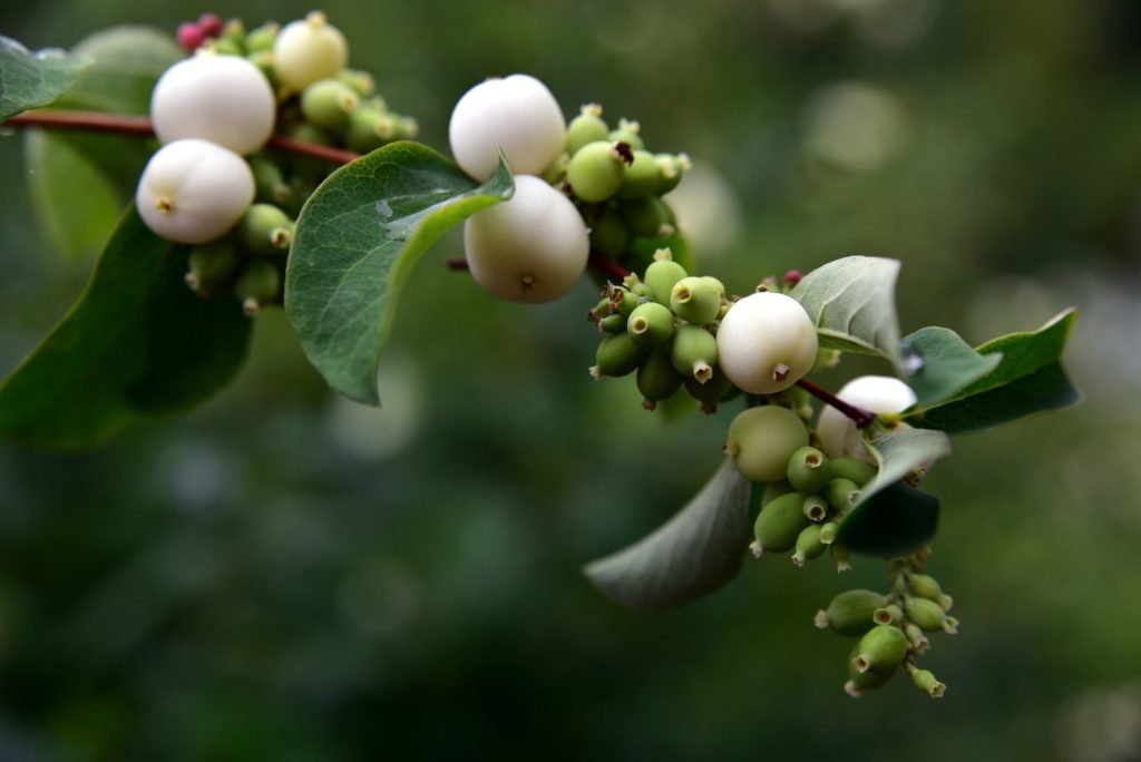 Image of a Schneebeere plant