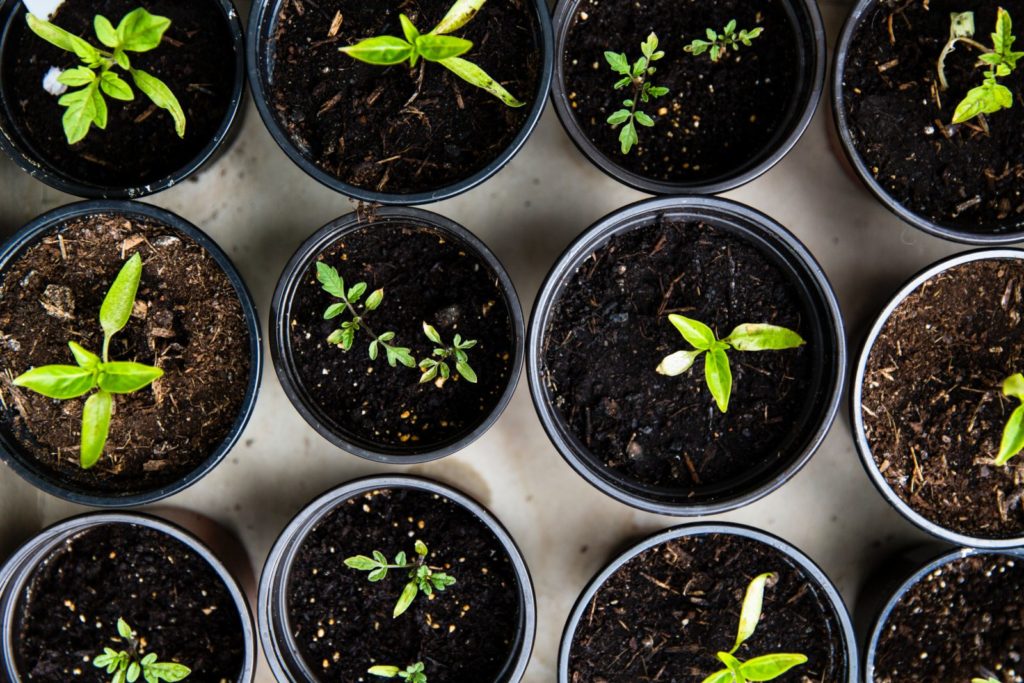Image of potted plants