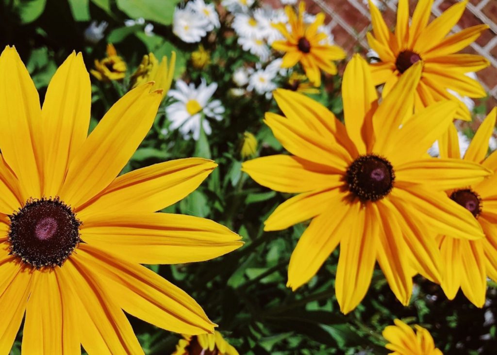 Image of Black-Eyed Susans