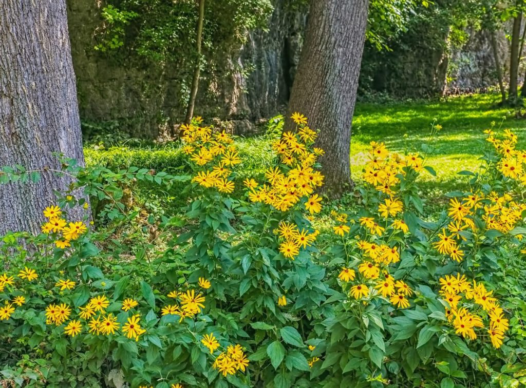 Image of yellow flowers