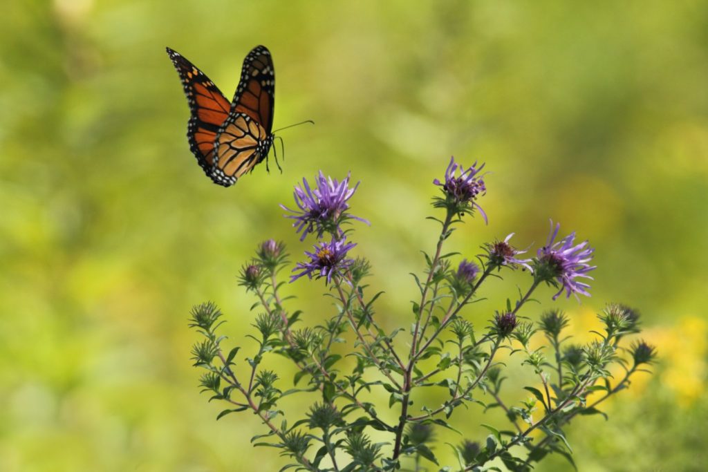 Image of a butterfly with purple flowers