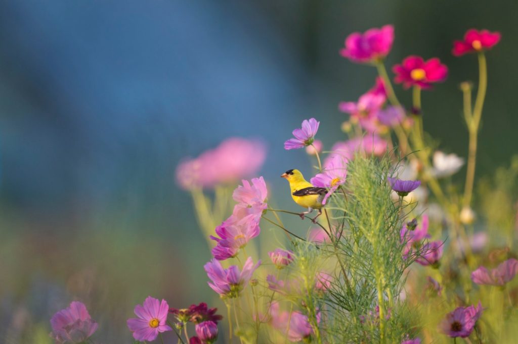 Image of pink flowers and a yellow bird