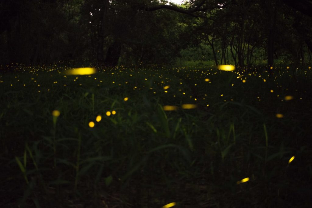 Image of fireflies in a field of grass