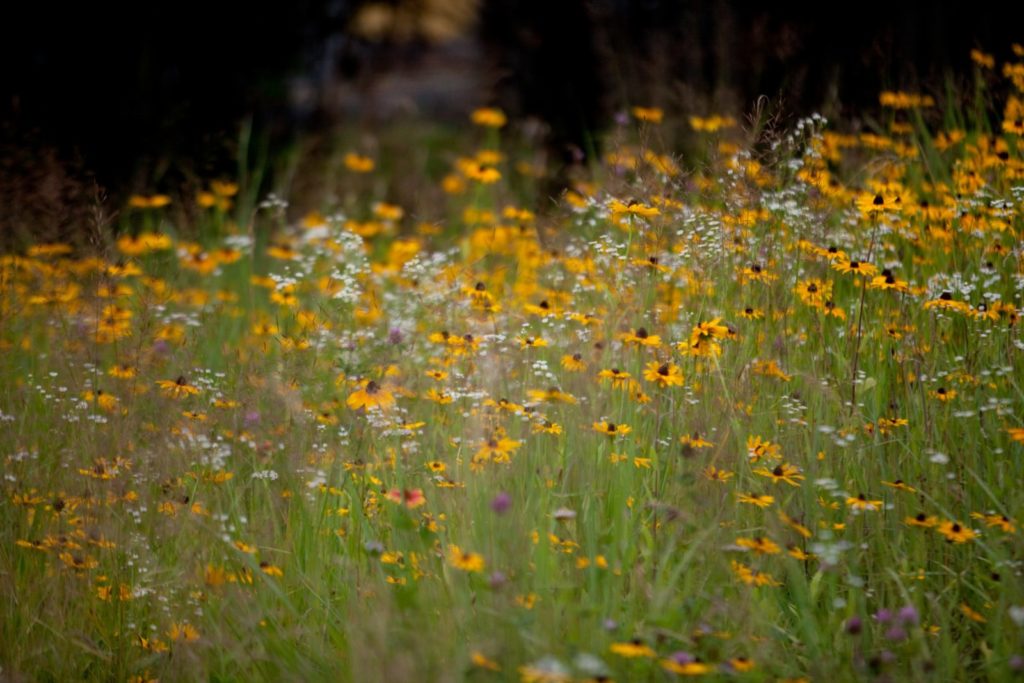 Image of a field of yellow flowers