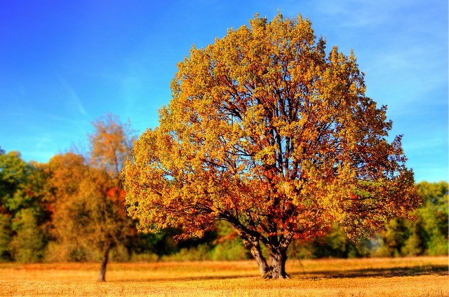 Image of a tree during autumn
