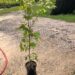 Image of native tree Acer rubrum Red Maple in a container with full sun