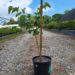 Cercis Canadensis (Eastern redbud) sapling