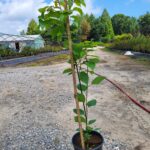 Cornus Alternifolia sapling