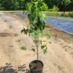 Cornus Florida sapling ready to plant