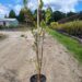 Aronia Arbutifolia (red chokeberry) ready to plant