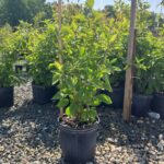Callicarpa Americana (American beautyberry) ready to plant