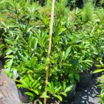 Chionanthus virginicus (White fringetree) sapling