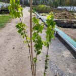 Image of native tree Acer rubrum Red Maple in a container with full sun