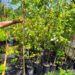 Image of native tree Acer rubrum Red Maple in a container with full sun and height stick
