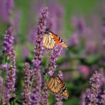 Image of Agastache foeniculum Anise Hyssop with purple flowers and Monarch butterflies